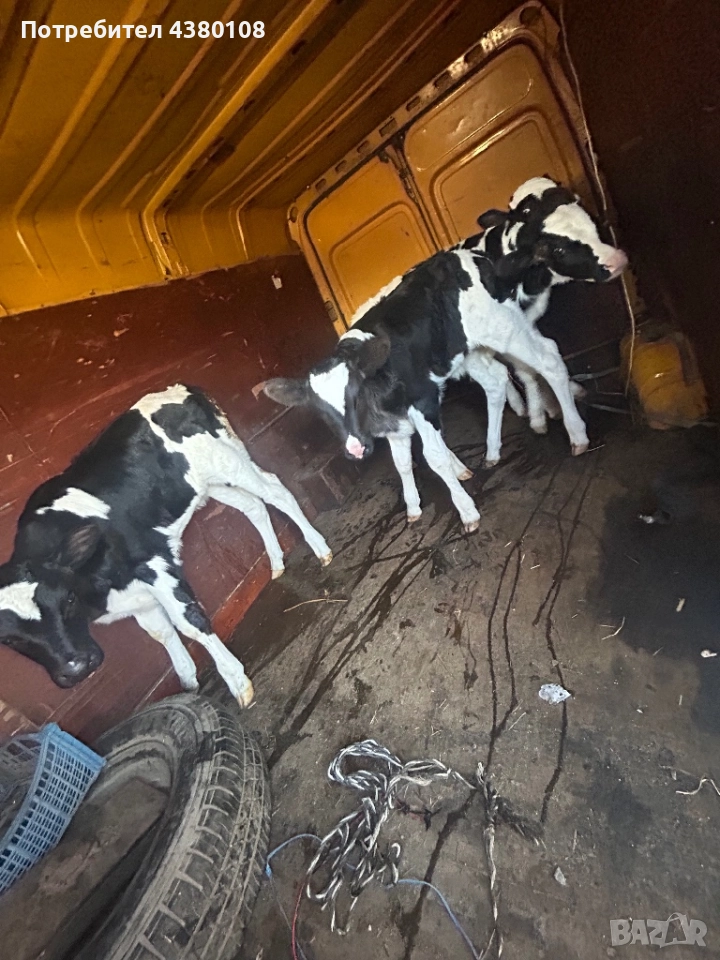 Мъжки и женски сукали по на 15дни, снимка 1