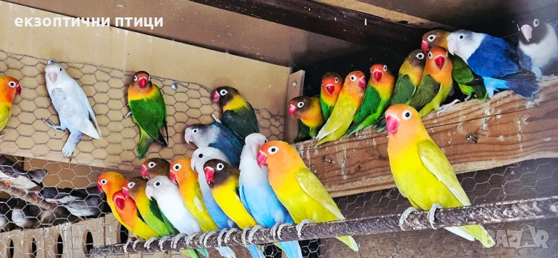 Продавам  Неразделки!!! , снимка 1