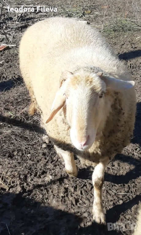 Продавам коч, снимка 1