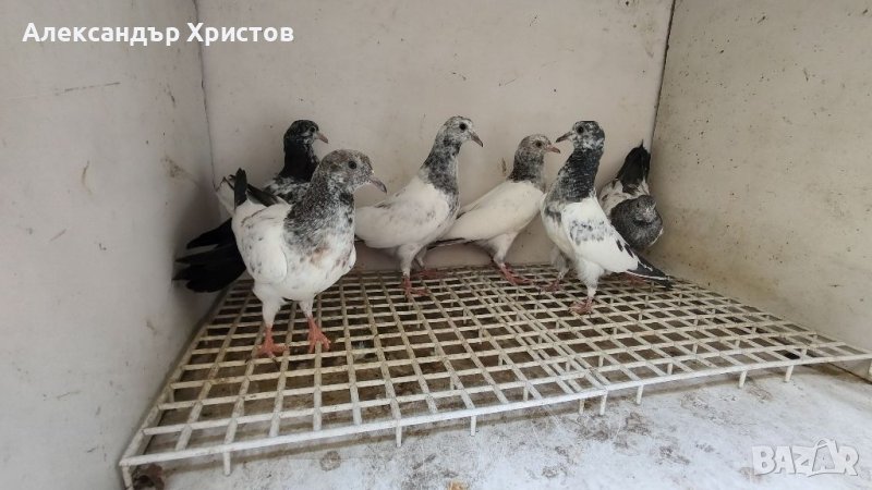  Пакистански гълъби , снимка 1