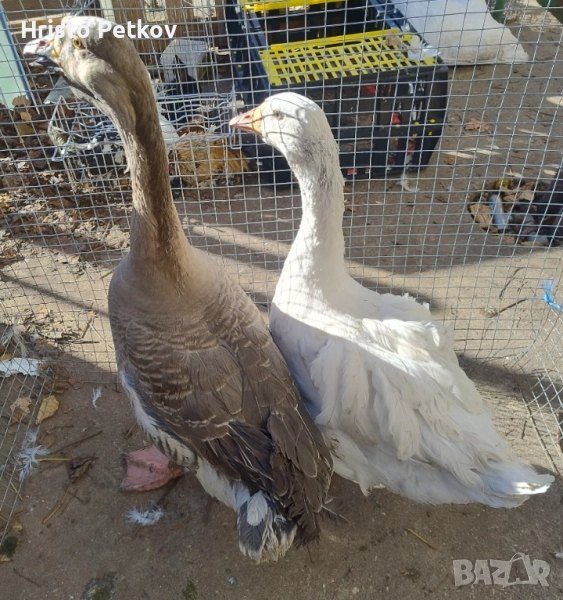 Продавам 1 Гъска и 1 Гъсок , снимка 1