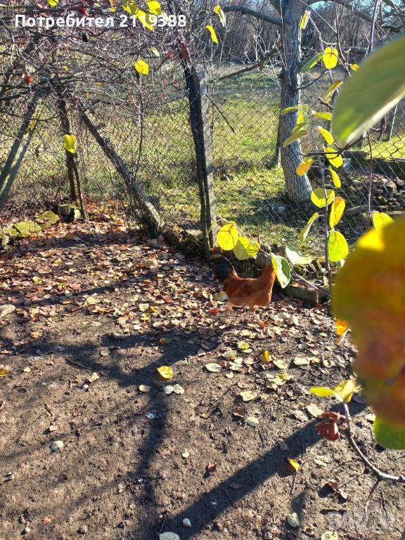 2 бр петлета Италиянка, снимка 1