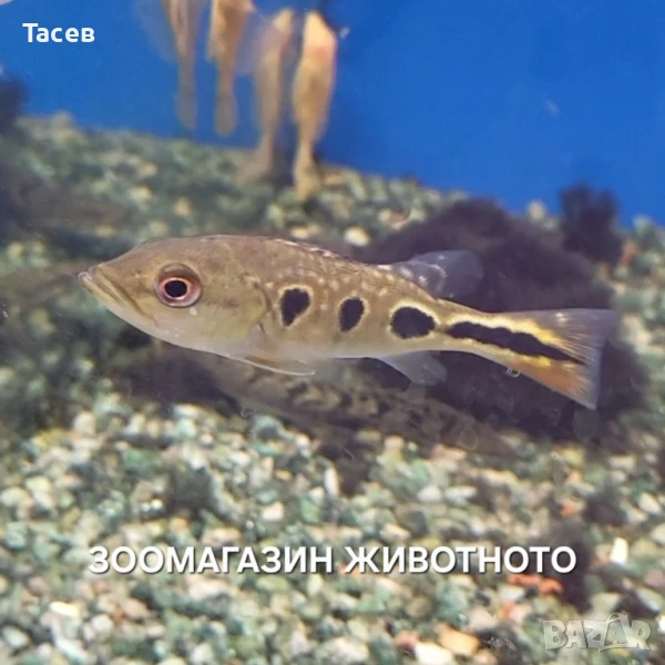 Цихла брокопондо 9см, снимка 1