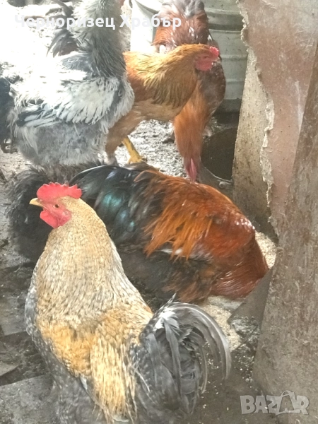 Домашни петли , снимка 1