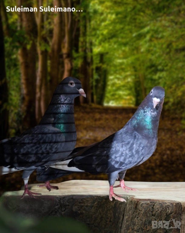 Продавам гълъби на въртене и глас цена за 4те двойки 80 лв, снимка 1