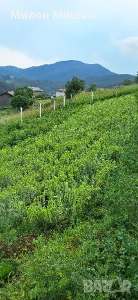 ЕКО Мурсалски чай 2025, снимка 1