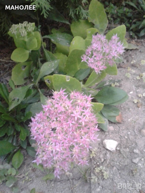 Дебела мара, снимка 1