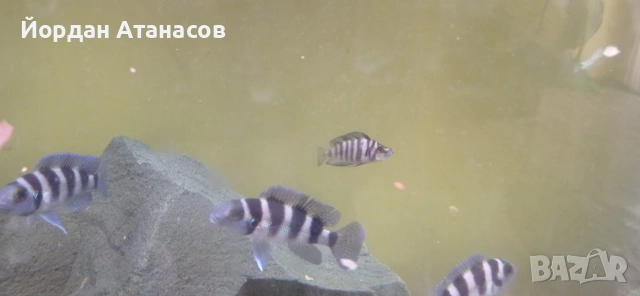 Neolamprologus tretocephalus