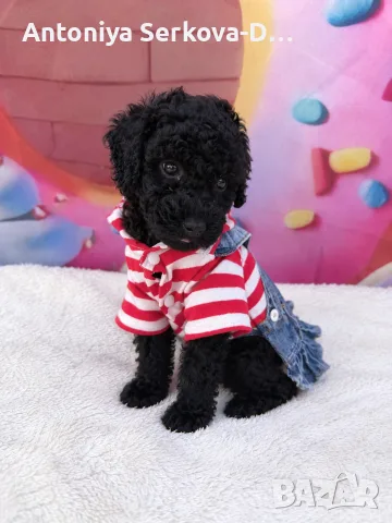 Poodle toy/Пудел Той