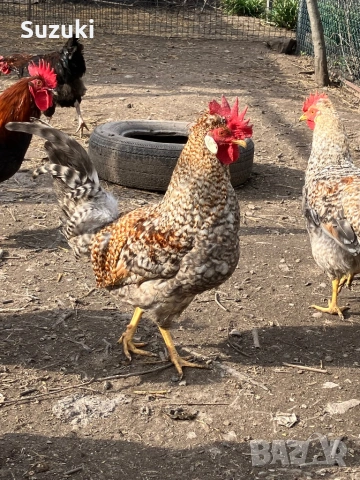 Петлета Маран и Легбар, снимка 2 - Кокошки и пуйки - 53697776