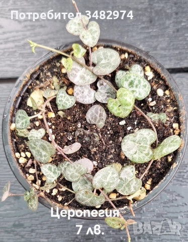 Предлагам стайни растения, снимка 8 - Стайни растения - 52260638