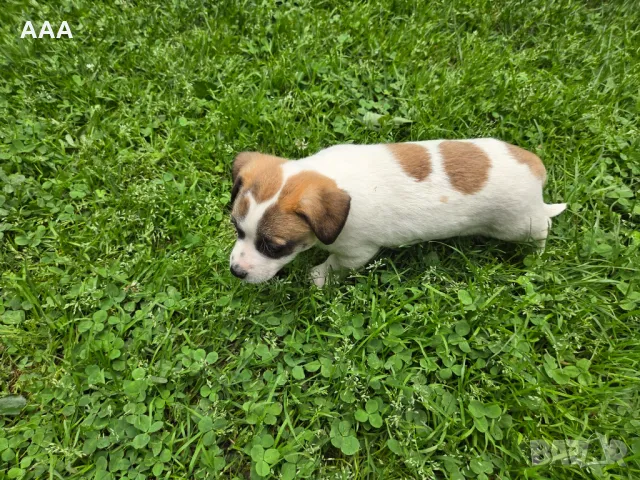 Малки кученца , снимка 5 - Други - 50431062