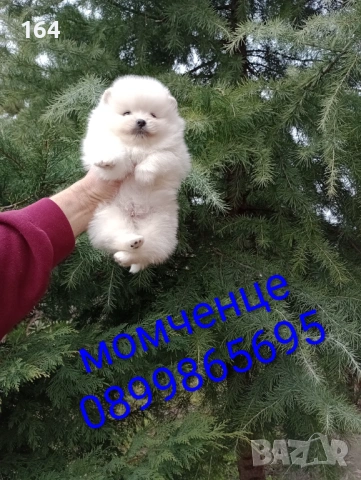 Бели Померани. Реални снимки от 28.02.26 г. Момче и момиче. 