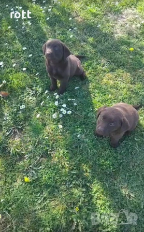 Шоколадов лабрадор