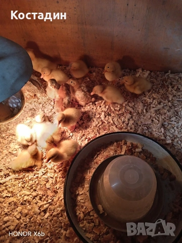 Пекински патета 