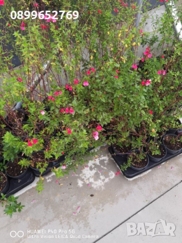 Salvia Microphylla Reve Rouge (Салвия Reve Rouge) 