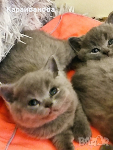 Британски късокосмести , снимка 4 - Британска късокосместа - 52481442