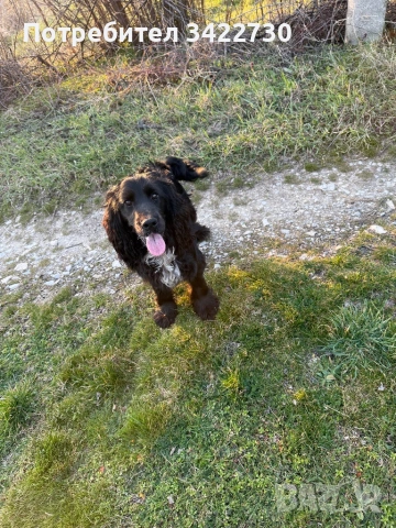 Куче за трюфели, снимка 6 - Кокер шпаньол - 52734730