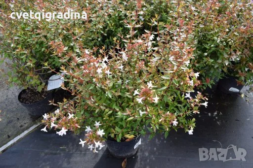 Abelia × grandiflora ‘Prostrata’