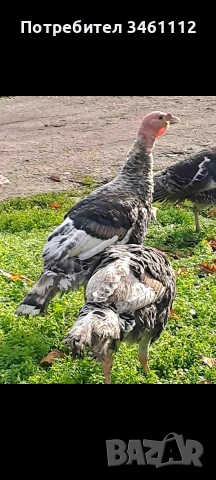 продавам млади пуйки пуяци , снимка 2 - Кокошки и пуйки - 52891459