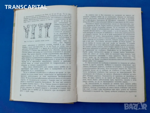 Болести и неприятели по овощните култури , снимка 3 - Други - 51338193