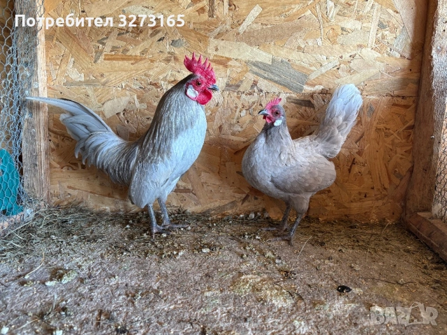 Чифт декоративни кокошки Холандски бантам 