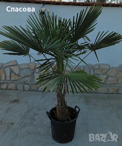 Зимна /студоустойчива/ палма Трахикарпус, снимка 3 - Градински цветя и растения - 50691027
