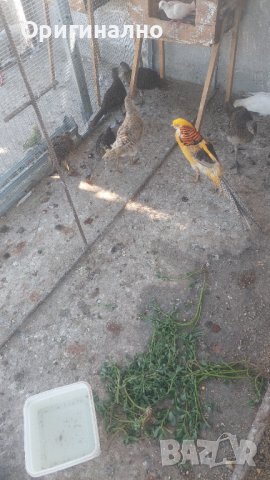 Папагали корели фазани и пауни, снимка 14 - Папагали - 41540263