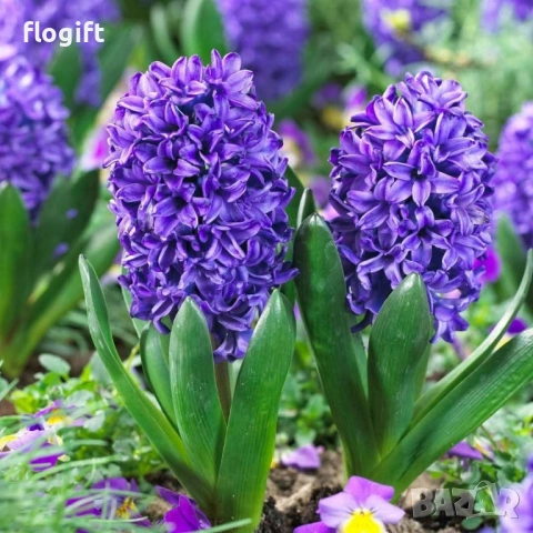 Иглика,Карамфил,Теменужка,Парички,Циклама,Зюмбюл за 8 Март, снимка 8 - Градински цветя и растения - 53012453