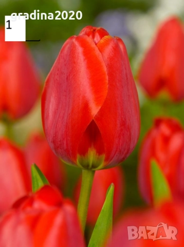 Луковици на лалета, снимка 2 - Разсади - 51436404