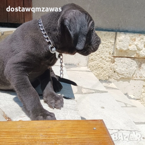 Продавам кученца Кане корсо, снимка 2 - Кане корсо - 53077535