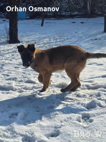 Белгийска овчарка Малиноа, снимка 2 - Други - 53197808