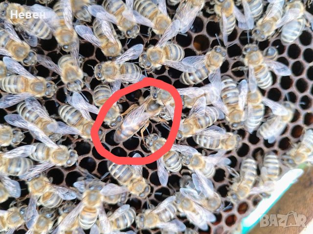 Пчелни майки - Отводки, снимка 4 - За пчели - 37024156