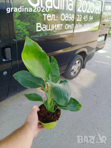 Кралска стрелиция (Strelitzia reginae), снимка 6 - Разсади - 52906618