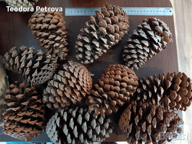 Шишарки от Черен, Бял и Морски бор, и смърч за декорация, снимка 5 - Други услуги - 53606309