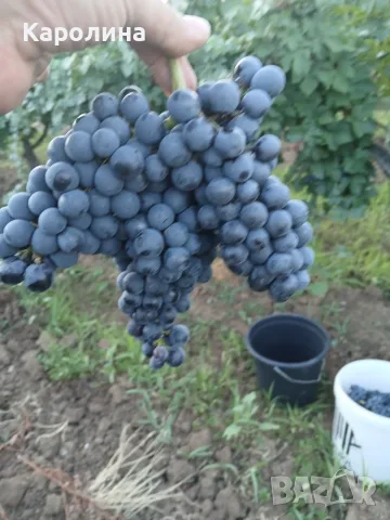 Продавам винен сорт грозде рубин за вино и ракия
