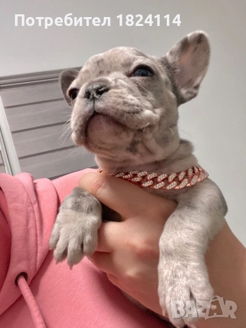 Френски булдог бебе/french bulldog, снимка 2 - Френски булдог - 52840828