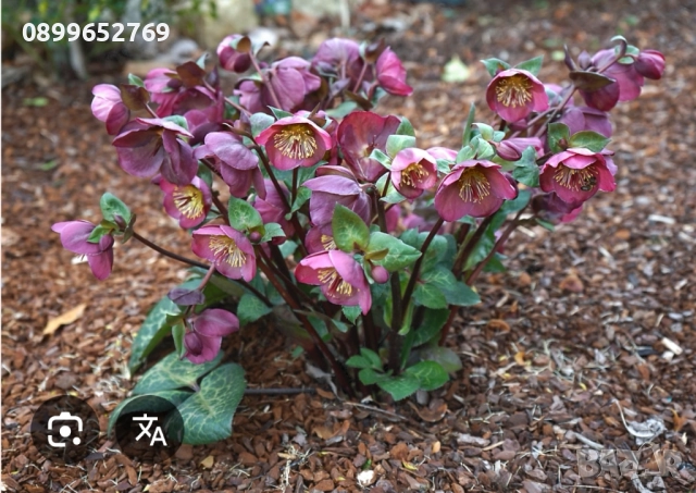 Кукуряк розов