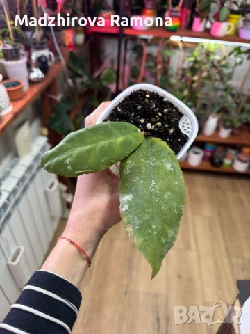 Hoya Undulata 