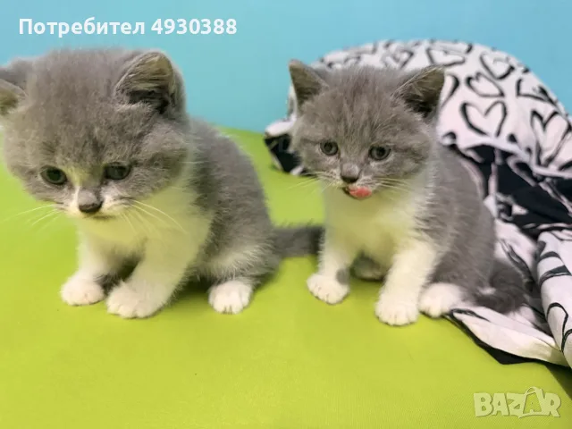 Британски късокосмести смесени 