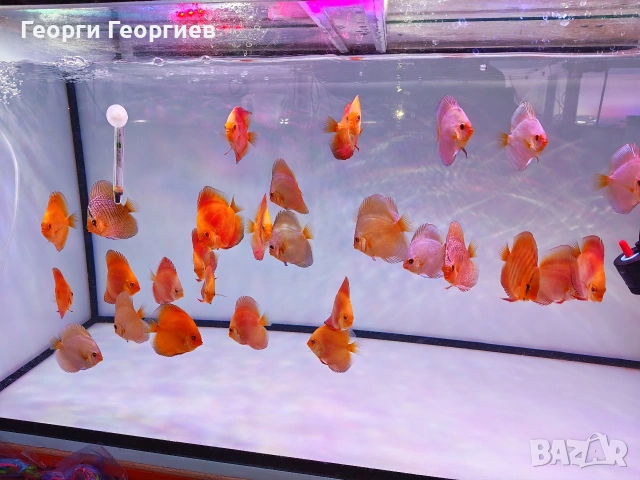 Дискуси, снимка 12 - Рибки - 51439805