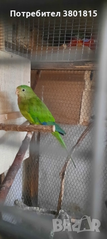 Барабанди папагали, снимка 5 - Папагали - 52241058