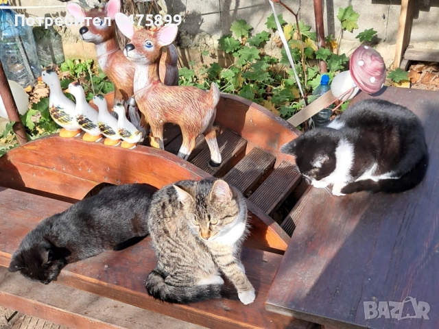 Подарявам котета на добри стопани, гр. Елин Пелин