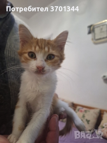 Подарявам котенце, снимка 2 - Други - 52199814