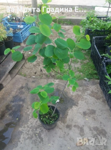 Амеланхиер - Amelanchier , снимка 6 - Градински цветя и растения - 53743952