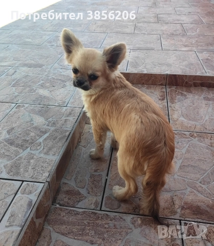 Чихуахуа момче, снимка 6 - Чихуахуа - 52613662