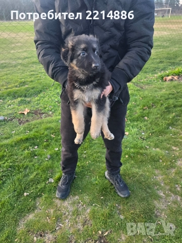 Немска овчарка работен тип, снимка 10 - Немска овчарка - 52970117