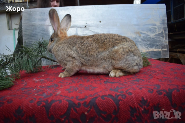 Зайци за разплод, снимка 14 - Други животни - 53611714