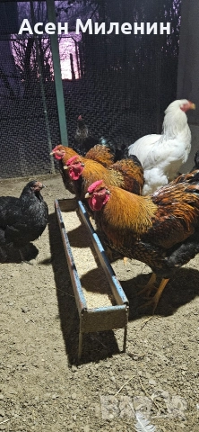 Продавам два Петела порода златен виандот И един петел брама 