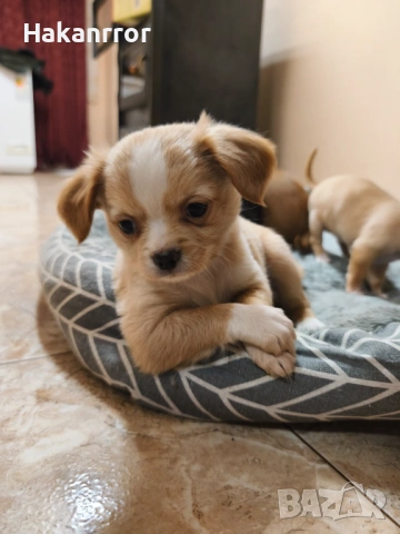 Продавам чихуахуа, снимка 3 - Чихуахуа - 53757349